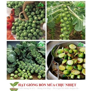 Gói 50 Hạt Giống Cải Bắp Tí Hon - Long Island II (Brassica oleracea var. gemmifera)