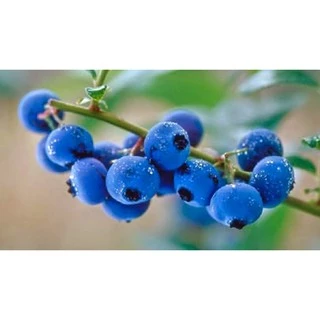 Hạt giống VIỆT QUẤT XANH (BLUEBERRY) F1 - Gói 10 hạt