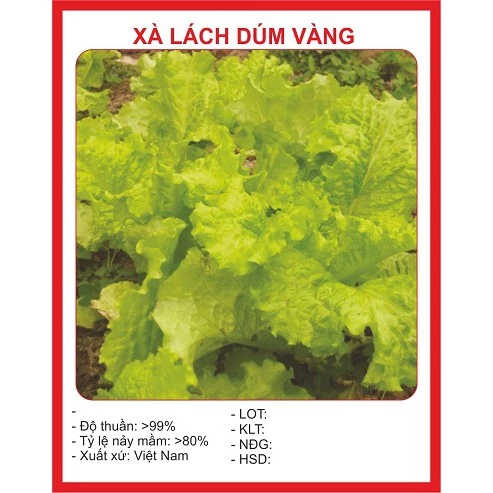 Hạt giống xà lách dúm vàng 5gram