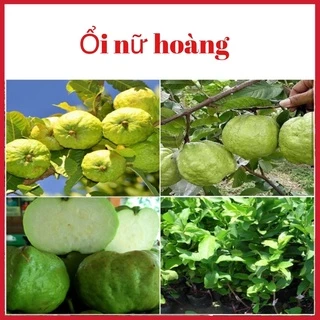 Cây ổi nữ hoàng không hạt quả giòn ngọt có thể trồng chậu, nhanh cho quả ( ảnh thật 3 hình cuối)