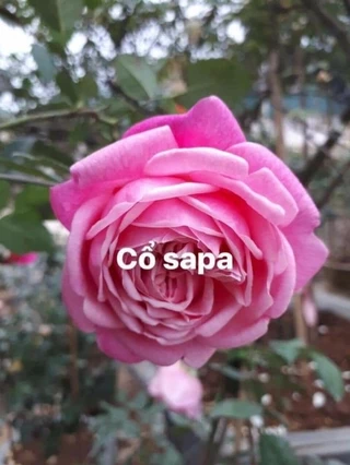 com bo 5 cây Hoa Hồng Cổ Sapa