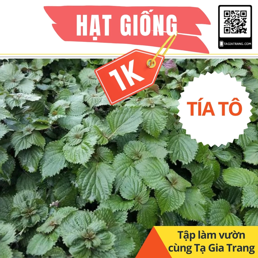 Deal 1K - 50 hạt giống cây tía tô - Tập làm vườn cùng Tạ Gia Trang