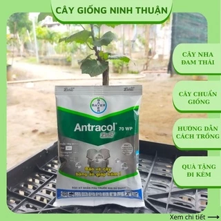 Thuốc Antracol 70WP trừ nấm bệnh sương mai cho cây trồng 100g TN01