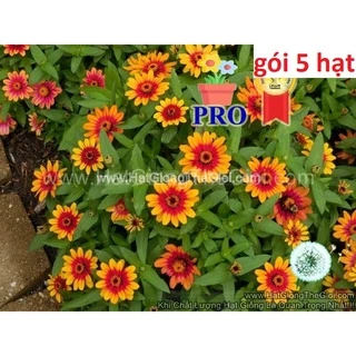 100h Hạt Giống Hoa Cúc Lá Nhám Lùn Sai Bông Profusion Đỏ Vàng (| -KD: B36*V73)