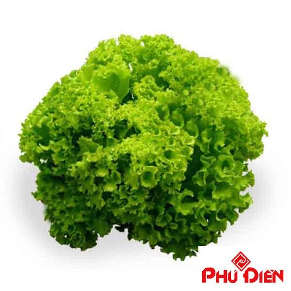 5gr hạt giống xà lách xoăn Xanh  PHÚ ĐIỀN