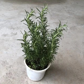 Chậu cây hương thảo - Rosemary - Rosmarinus officinalis L.