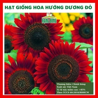 Hạt giống hoa hướng dương đỏ - rau củ quả trồng chậu, sân vườn ban công nảy mầm cao 10 hạt RADO860