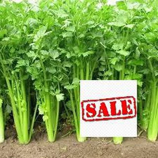 Gói 5 gr  giống rau cần tây SALE