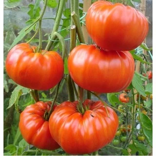30 hạt giống cà chua khổng lồ Mỹ quả từ 500gr -1kg