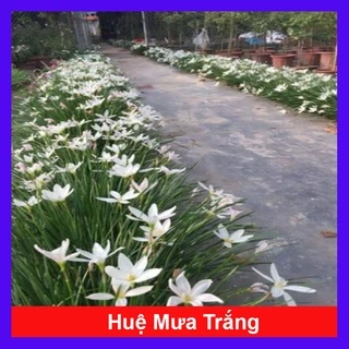 Cây huệ mưa (trắng) - cây cảnh sân vườn