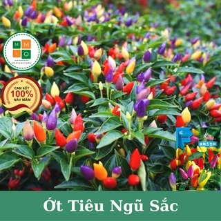 Hạt giống ớt tiêu ngũ sắc siêu quả