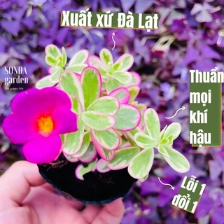 Sen đá cỏ sam SONDA GARDEN size bé 5-6cm, cây cảnh trang trí nhà cửa, lỗi 1 đổi 1