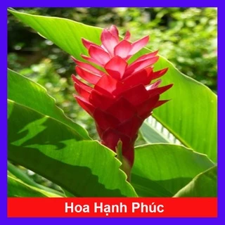 Cây hoa hạnh phúc - cây cảnh trong nhà