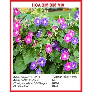 Hạt Giống Hoa Leo Bìm Bìm Mix 50 Hạt