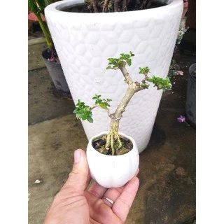 Cây Sam hương Bonsai mini