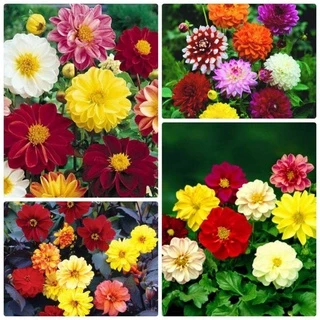 hạt giống hoa thược dược mix màu f1  ❤️ Siêu Xinh❤️ hoa quanh năm