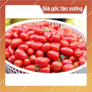 0.2g Hạt Giống Cà Chua Bi F1 Siêu Quả - Hạt Giống Cà Chua Dễ Trồng, Dinh Dưỡng Cao (Hàng Loại 1)