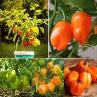 Hạt Giống Ớt Cay Habanero Scoville 350