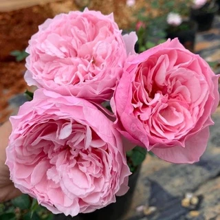 cây hoa hồng ngoại Carey - cây nguyên chậu