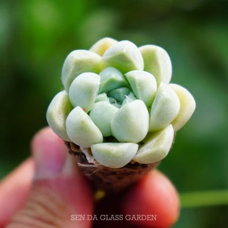 Sen Đá sao băng mini GLASS GARDEN 2-3cm, Hàng Đà Lạt, Lỗi 1 đổi 1