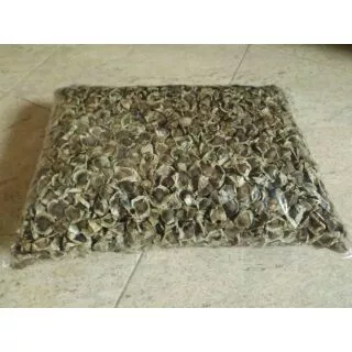 Hạt giống rau chùm ngây(100g ).