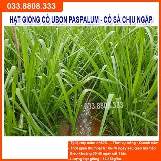 Hạt giống cỏ Ubon Paspalum - Cỏ xả chịu ngập gói 100g