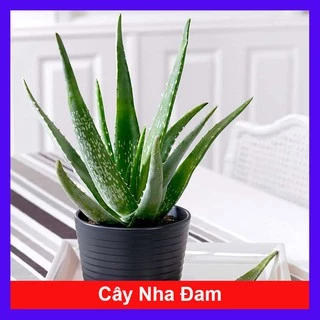 Cây Nha Đam - Cây cảnh sân vườn  - caykiengsadec