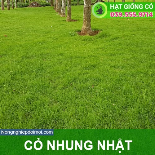 Hạt Giống Cỏ Nhung Nhật gói 50g - Cỏ Sân Vườn - Cỏ Thảm - Cỏ Trồng Cảnh