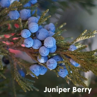 Tinh dầu quả Đỗ Tùng Juniper Berry Essential Oil (Bách Xù)