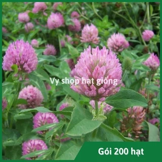 Hạt giống cỏ ba lá hồng (Red clover) gói 200 hạt