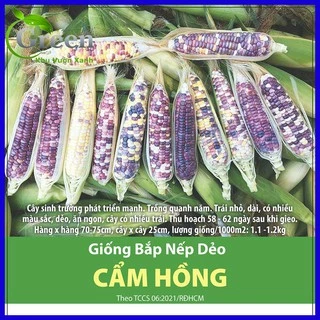 Hạt Giống Bắp Nếp Dẻo Cẩm Hồng Cao Cấp Nhiều Màu