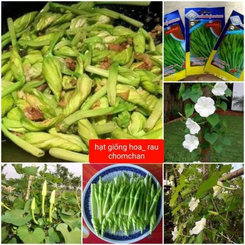 ☘️hạt giống hoa Chom Chan💥  Đặc Sản Thái Lan❤️ nhập khẩu nguyên gói chất lượng