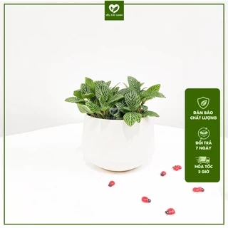 Cây Cẩm Nhung - Fittonia - Lá May Mắn