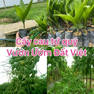 Cây giống  cau tứ quý cau ăn quả  ( mua 10 tặng 1)