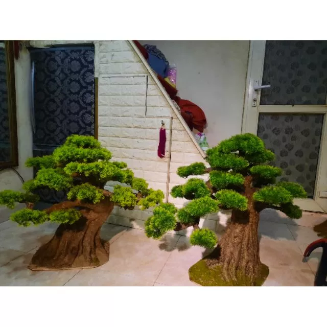 1 cặp Tùng Kim và Tùng la Hán ( handmades bonsai )
