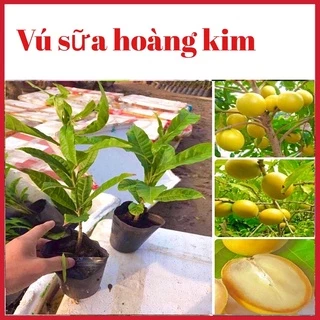 Cây vú sữa hoàng kim vỏ vàng ruột trắng chuẩn giống rất dễ trồng