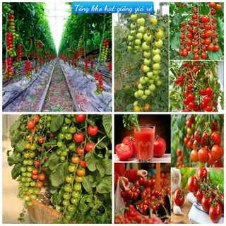 (80 hạt) giống cà chua chuỗi ngọc lai F1siêu dễ trồng kháng bệnh tốt-Tổng kho hạt giống giá rẻ