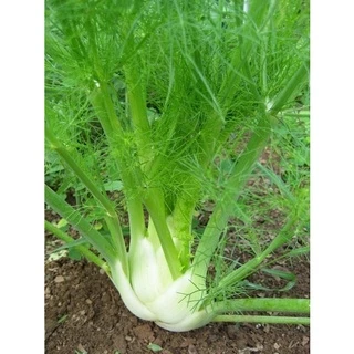 Hạt Giống Củ Hồi Củ Thì Là Fennel Finnocchio - Gói 50 hạt  KNS2331