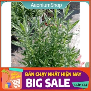 Cây Hoa Oải Hương Lavender Chậu Lớn 💪