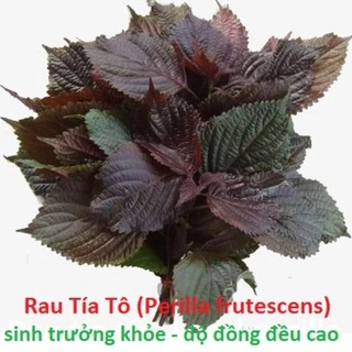 Hạt giống Rau tía tô - Local perilla (gói 2-5gr)