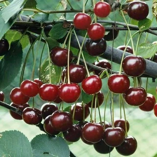 10 hạt giống quả cherry đỏ sai quả