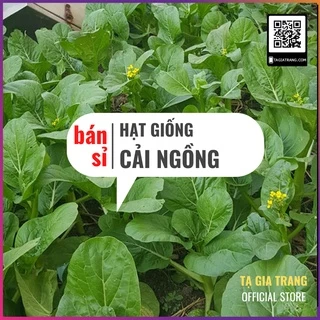 [Bán sỉ] - Hạt giống rau cải ngồng (cải ngọt bông)