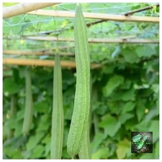 [Seeds] Hạt giống mướp khía Rado, đóng gói 1gr (khoảng 10 hạt)