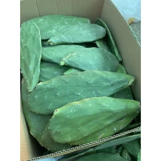 Lá Xương rồng tai thỏ 1kg lá làm giống.