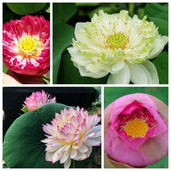 5h hạt giống sen bách diệp - Mix màu ( Nelumbonaceae )