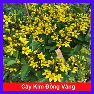 Cây Kim Đồng Vàng - Cây cảnh sân vườn - caykiengsadec