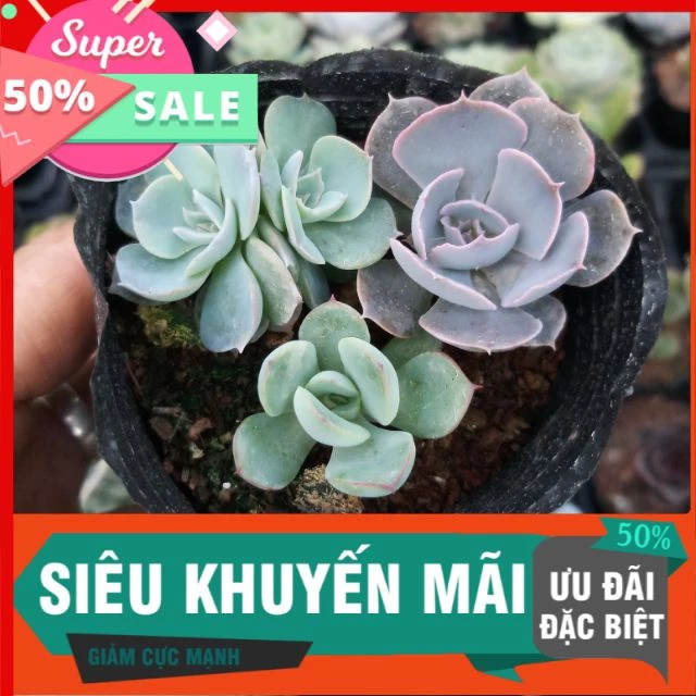 Sen đá đài mix 3 loại ngẫu nhiê