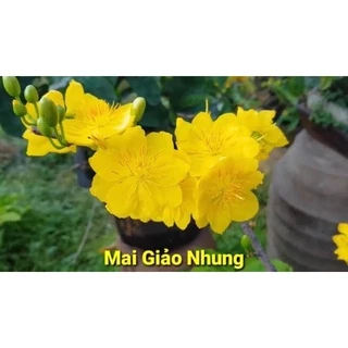 Hoa mai Dảo Nhung (8-12 cánh) siêu bông_cây ghép