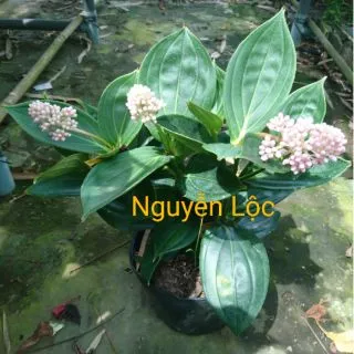 Cây hòn ngọc viễn đông- Hoa kiểng Nguyễn Lộc- Cây giống chất lượng cao