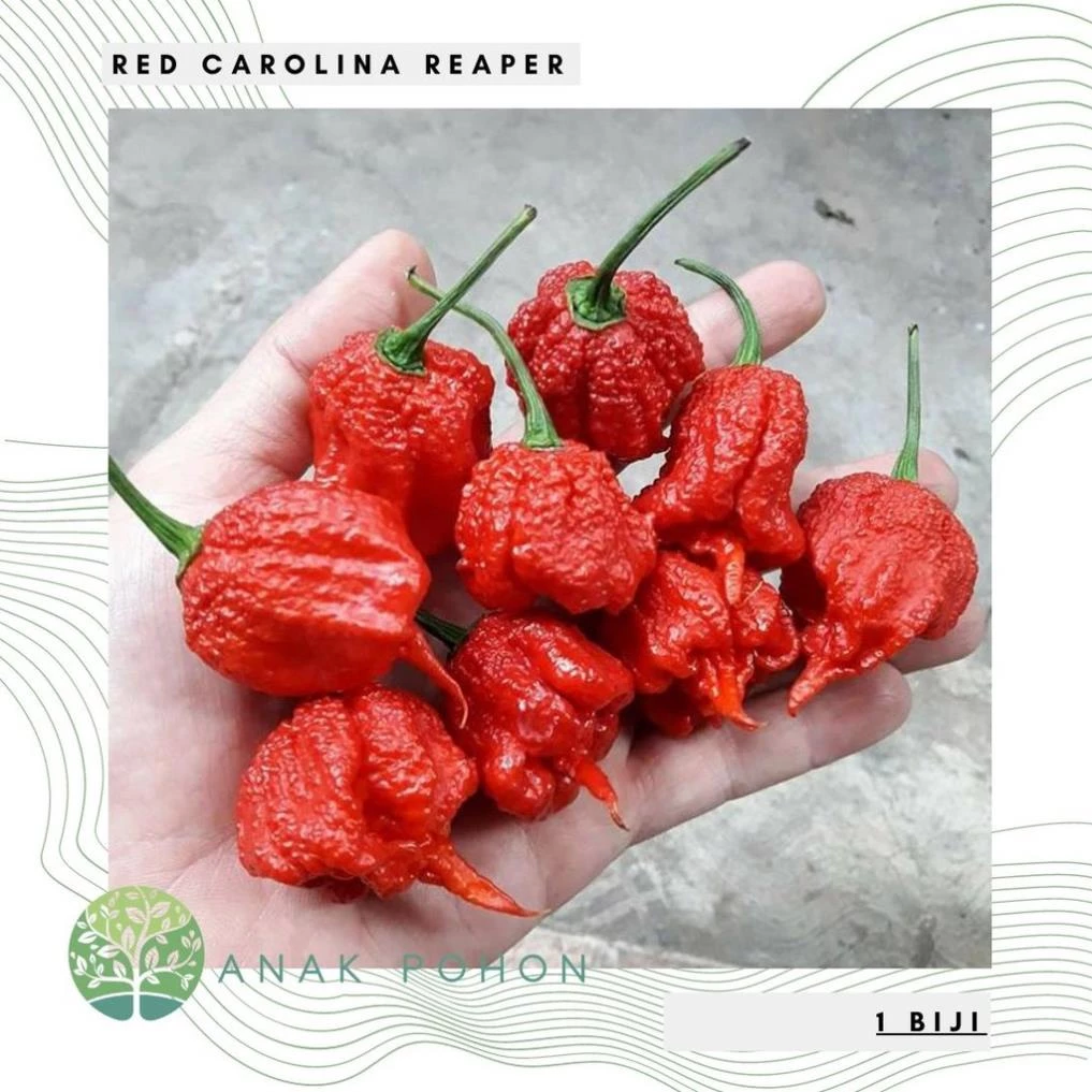 Hạt ớt đỏ Carolina Reaper Ớt - Kỷ lục Ớt nóng nhất thế giới 15h  Hạt giống nhập khẩu